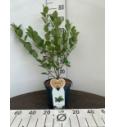 Aronia prunifolia Viking C5 Lit. 40-60 cm
