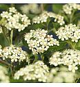 Aronia prunifolia Viking C2,5 Lit. 40-60 cm
