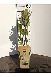 Aronia prunifolia Viking C2 Lit. 30-40 cm BIO
