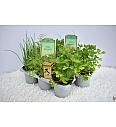 Aroma riserva Lactuca sativa Ø9 mix 3 pack