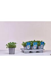 Aroma riserva Mentha piperita Ø14