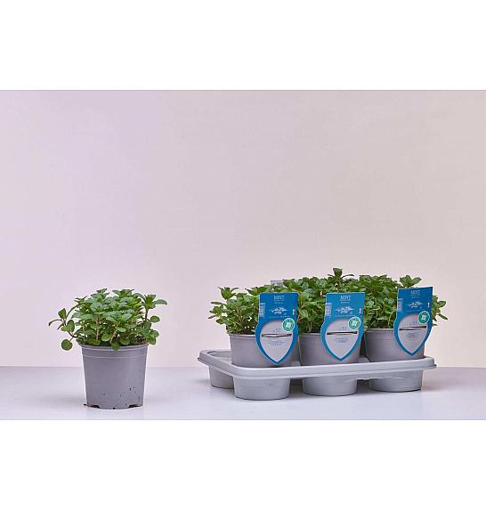 Aroma riserva Mentha sp.  Ø14