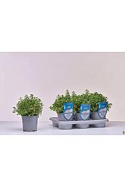 Aroma riserva Origanum majorana Ø14