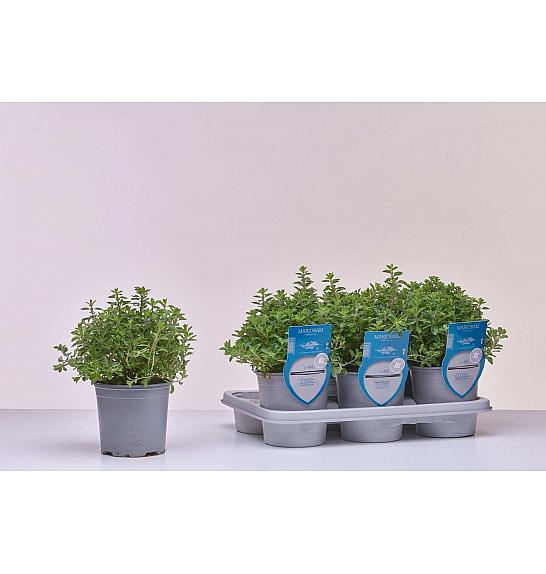 Aroma riserva Origanum majorana Ø14