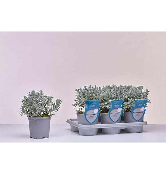Aroma riserva Lavandula angustifolia Ø14