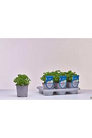 Aroma riserva Petroselinum crispum Ø14