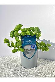 Aroma riserva Ocimum basilicum Ø14