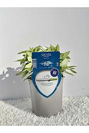 Aroma riserva Pineapple salvia Ø14