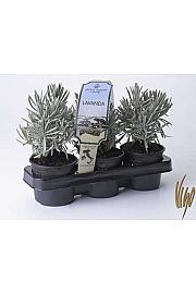 Aroma riserva Lavandula angustifolia Ø9 3pack