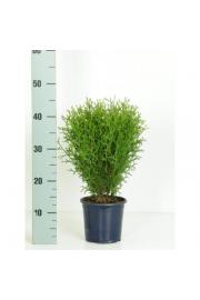 Thuja occidentalis Tiny Tim Ø15 20-30 cm