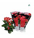 Anthurium andr. Ø17 Crveni