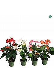 Anthurium andr. Ø14 Mix