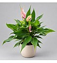 Anthurium andr. Ø12 Mix