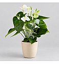Anthurium andr. Ø17 White