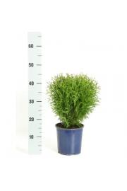 Thuja occidentalis Tiny Tim C2 Lit. 20-30 cm