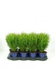 Thuja occidentalis Tiny Tim C1 Lit.15-20 cm