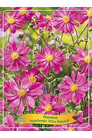 Anemone Prinz Heinrich Ø11