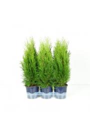 Thuja occidentalis Smaragd Ø15 40-60 cm