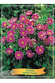 Anemone hybrida Pamina Ø11