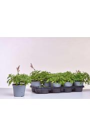 Pineapple salvia Ø14