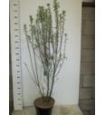 Amelanchier canadensis Rainbow Pillar C7,5 Lit. 80-100 cm
