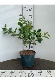Amelanchier canadensis Prince William C5 Lit. 40-60 cm