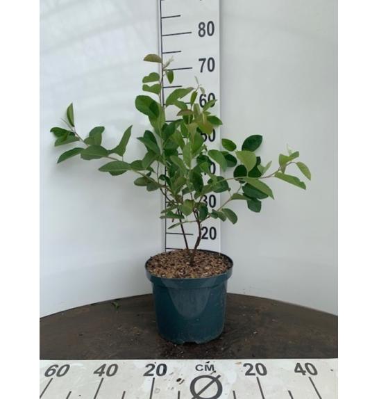 Amelanchier canadensis Prince William C5 Lit. 40-60 cm
