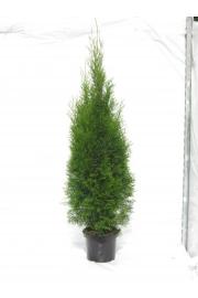 Thuja occidentalis Smaragd C5 Lit. 120/+ cm