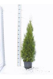 Thuja occidentalis Smaragd C5 Lit. 100-120 cm
