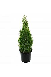 Thuja occidentalis Smaragd C1 Lit. 20-30 cm