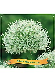 Allium Mount Everest C5 Lit.
