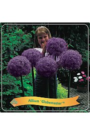 Allium Globemaster ® C5 Lit.