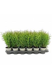 Thuja occidentalis Salland