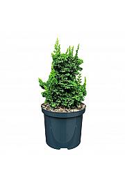 Thuja occidentalis Primo ᴾᴿC2,5 Lit. 15-20 cm