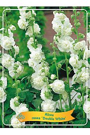 Alcea rosea flpl. Double White Ø11