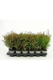 Thuja occidentalis Mr Bowling Ball Ø9