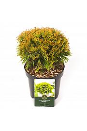 Thuja occidentalis Mirjam ᴾᴿ C2.5 Lit. 20-25 cm