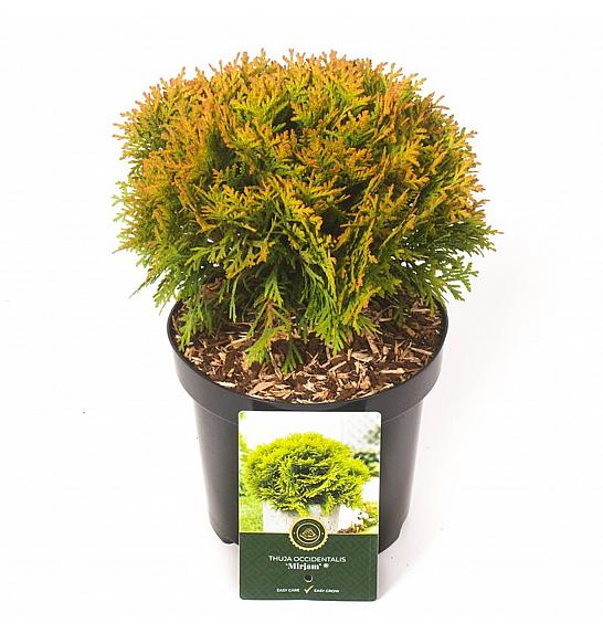 Thuja occidentalis Mirjam ᴾᴿ C2.5 Lit. 20-25 cm