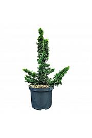 Thuja occidentalis Malonyana Holub = Sagrada C5 Lit. 30-40 cm