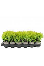 Thuja occidentalis Harvest Moon Ø9