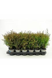 Thuja occidentalis Harvest Moon Ø9