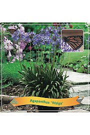 Agapanthus Wolga C5 Lit.