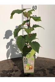 Actinidia delicosa Jenny C2 Lit. 40-60 cm BIO