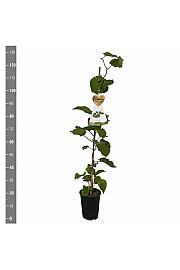 Actinidia deliciosa Solissimo® Renact C4 Lit. 100-120 cm