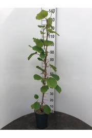 Actinidia deliciosa Solissimo® Renact C4 Lit. 100-120 cm