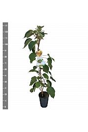 Actinidia deliciosa Hayward C4 Lit. 100-120 cm