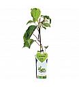 Actinidia deliciosa Atlas C2 Lit. 30-40 cm