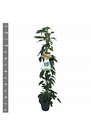 Actinidia arguta Super Issai C4 Lit. 100-120 cm