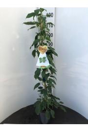 Actinidia arguta Super Issai C4 Lit. 100-120 cm