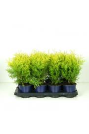 Thuja occidentalis Golden Globe C1 Lit. 15-20 cm